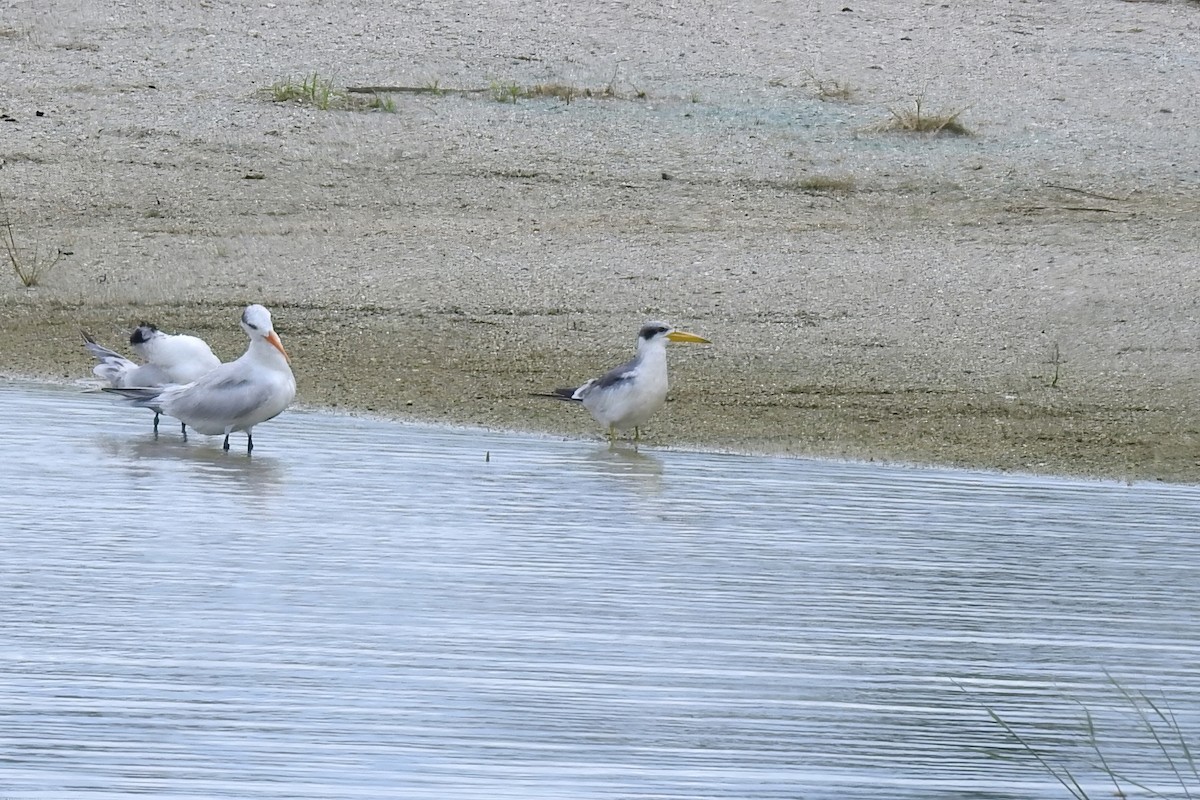 Large-billed Tern - ML621884408