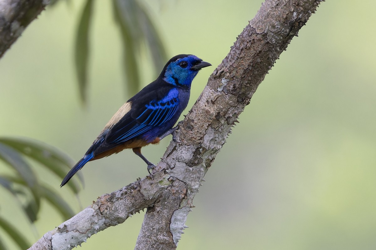 Opal-rumped Tanager - ML621884410