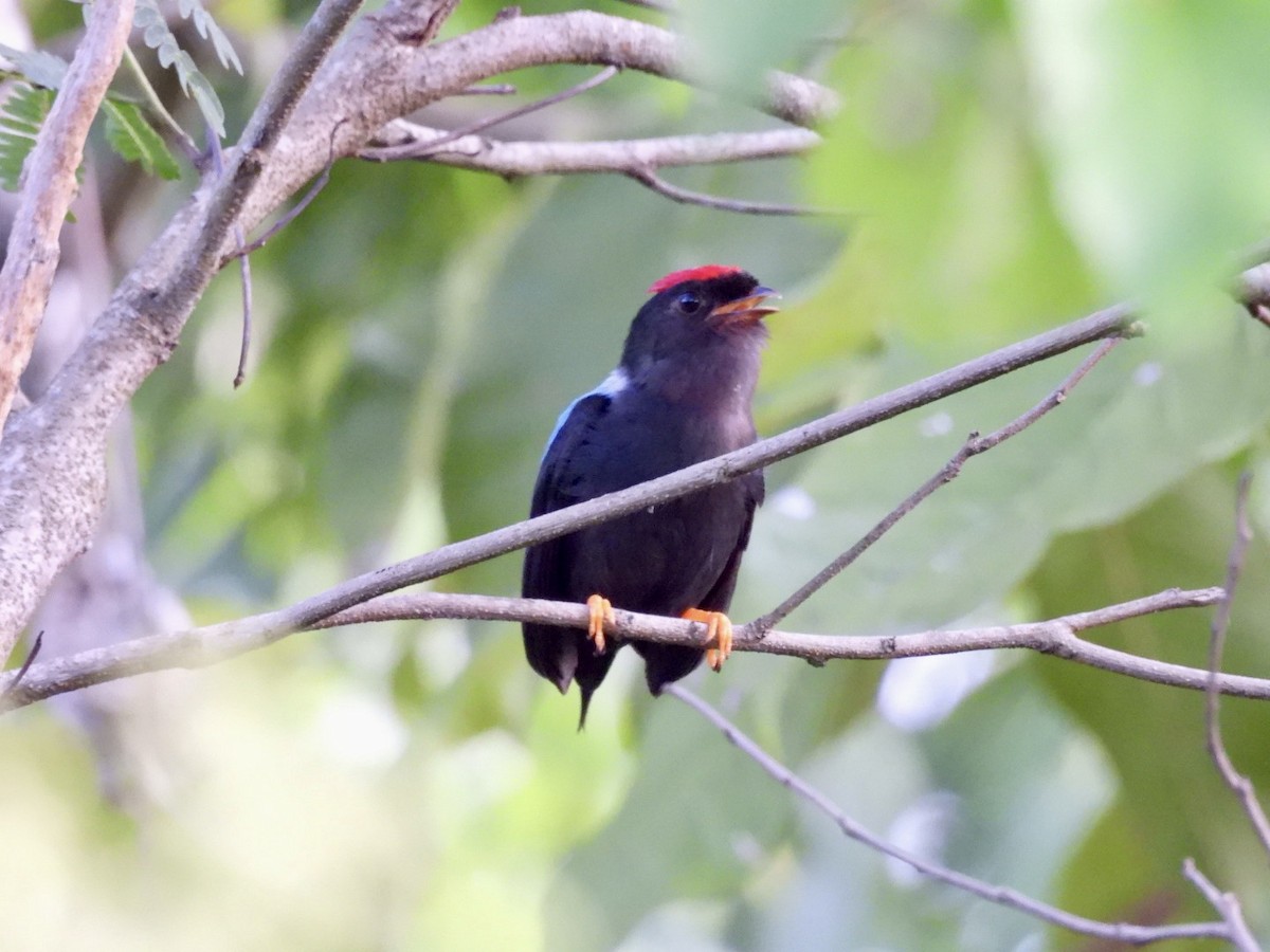 Lance-tailed Manakin - ML621884415