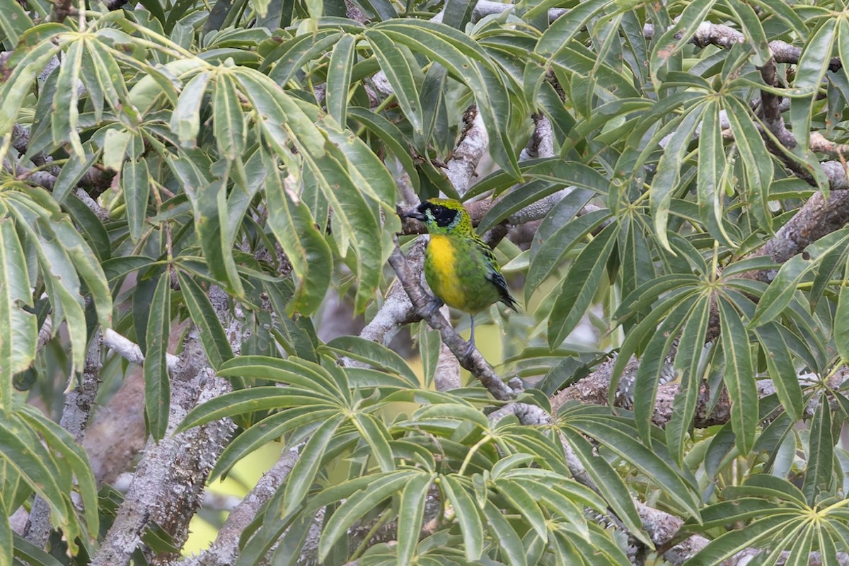 Green-and-gold Tanager - ML621884419