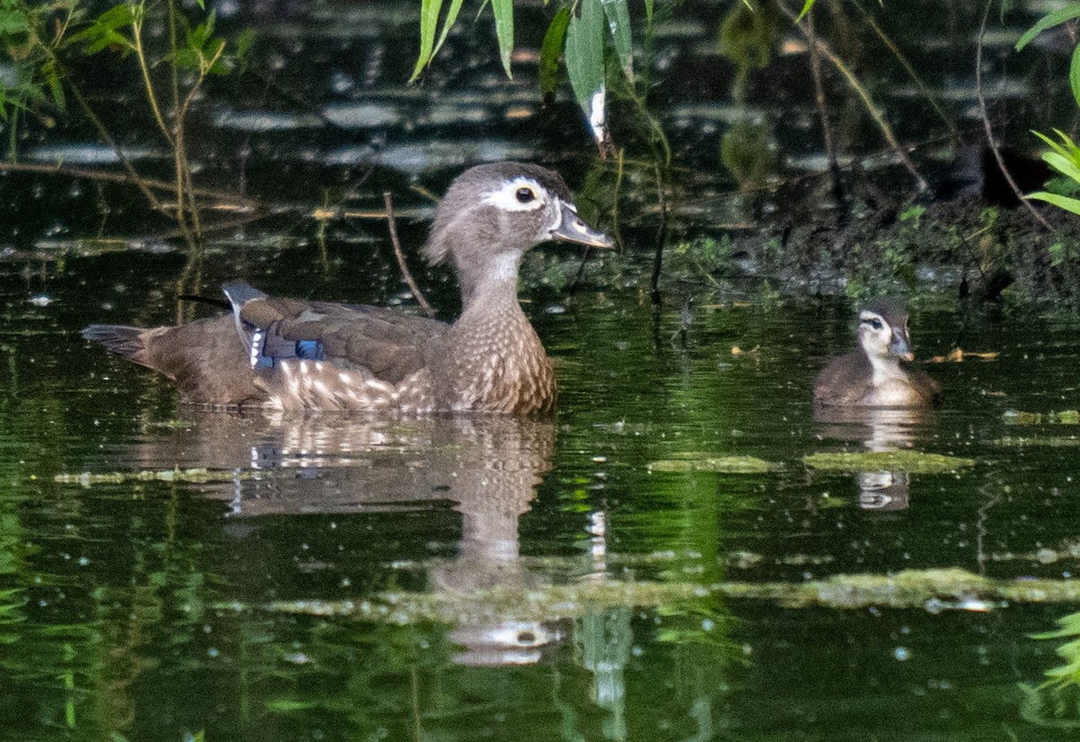 Canard branchu - ML621884435