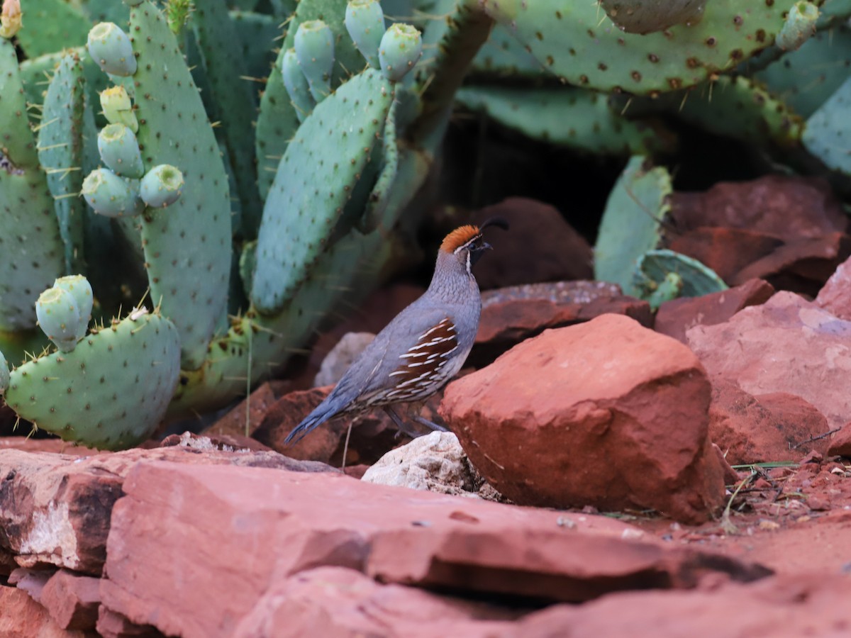 Gambel's Quail - ML621884442