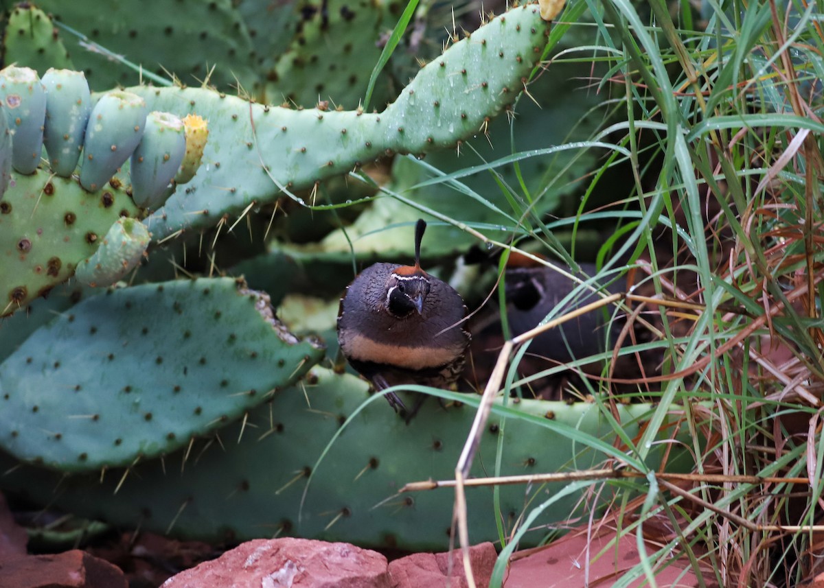 Gambel's Quail - ML621884443