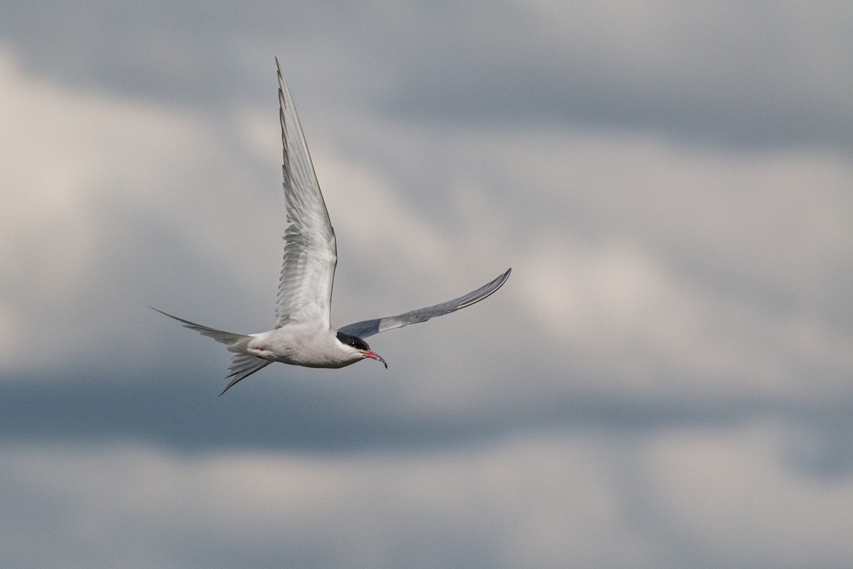 Arctic Tern - ML621884444