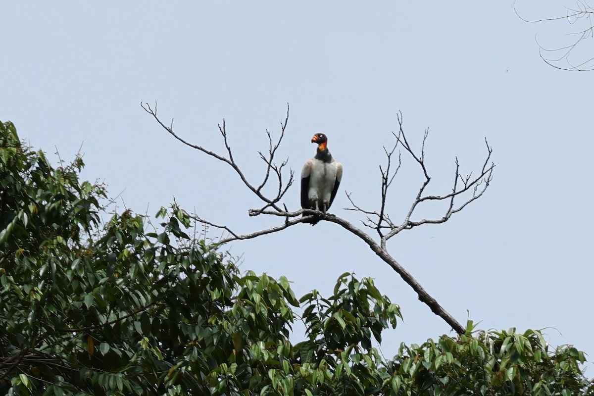 King Vulture - ML621884445