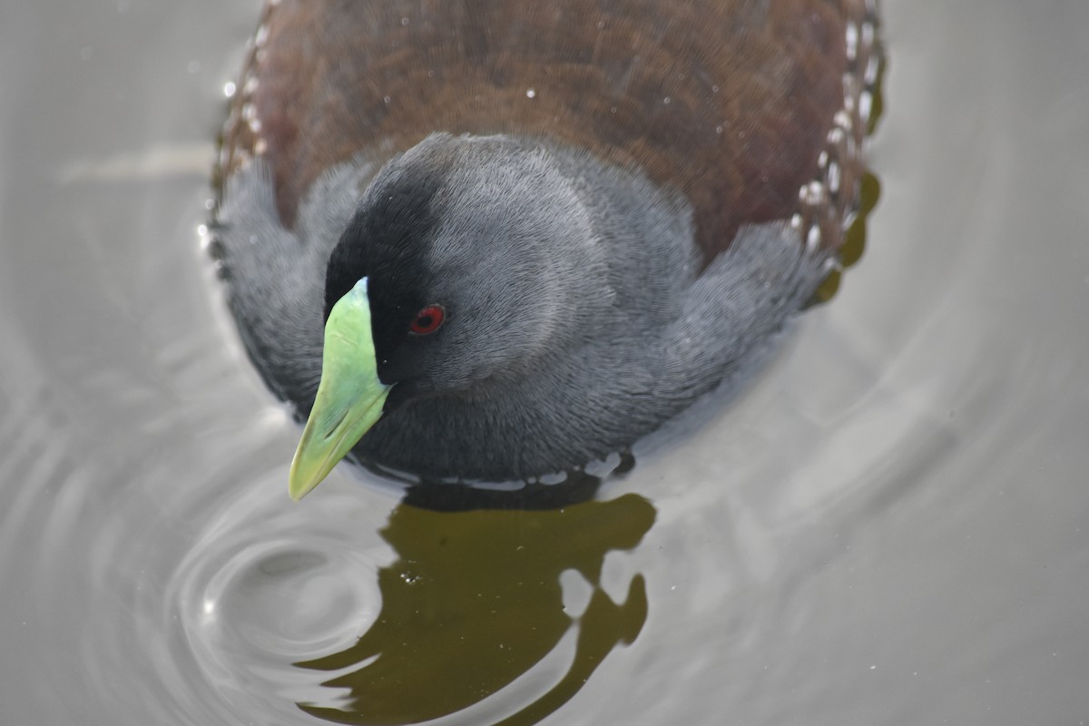 Spot-flanked Gallinule - Nicolas Bitar