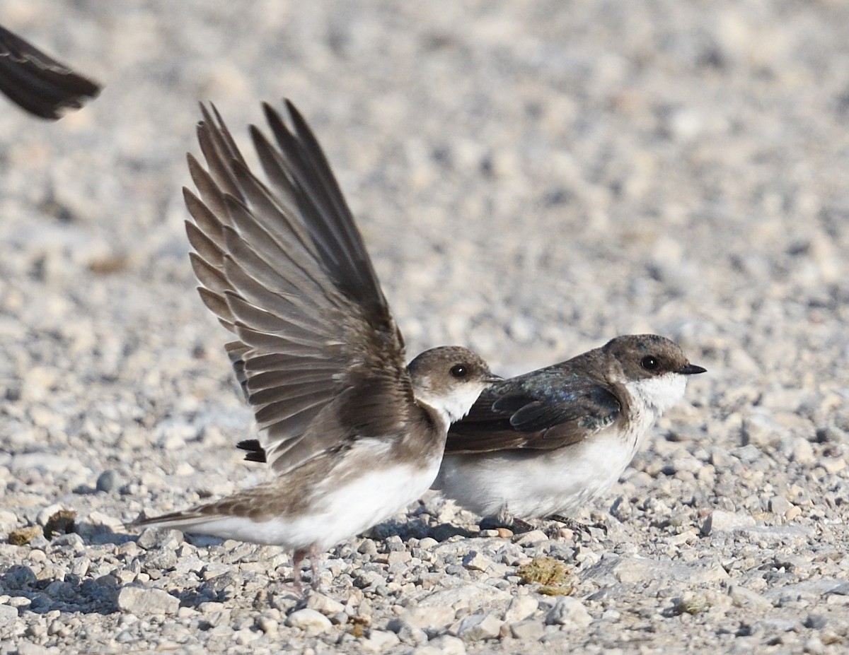 Tree Swallow - Margaret Hough