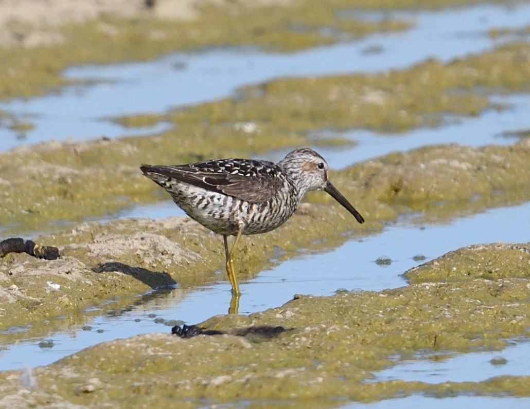 Bindenstrandläufer - ML621884454