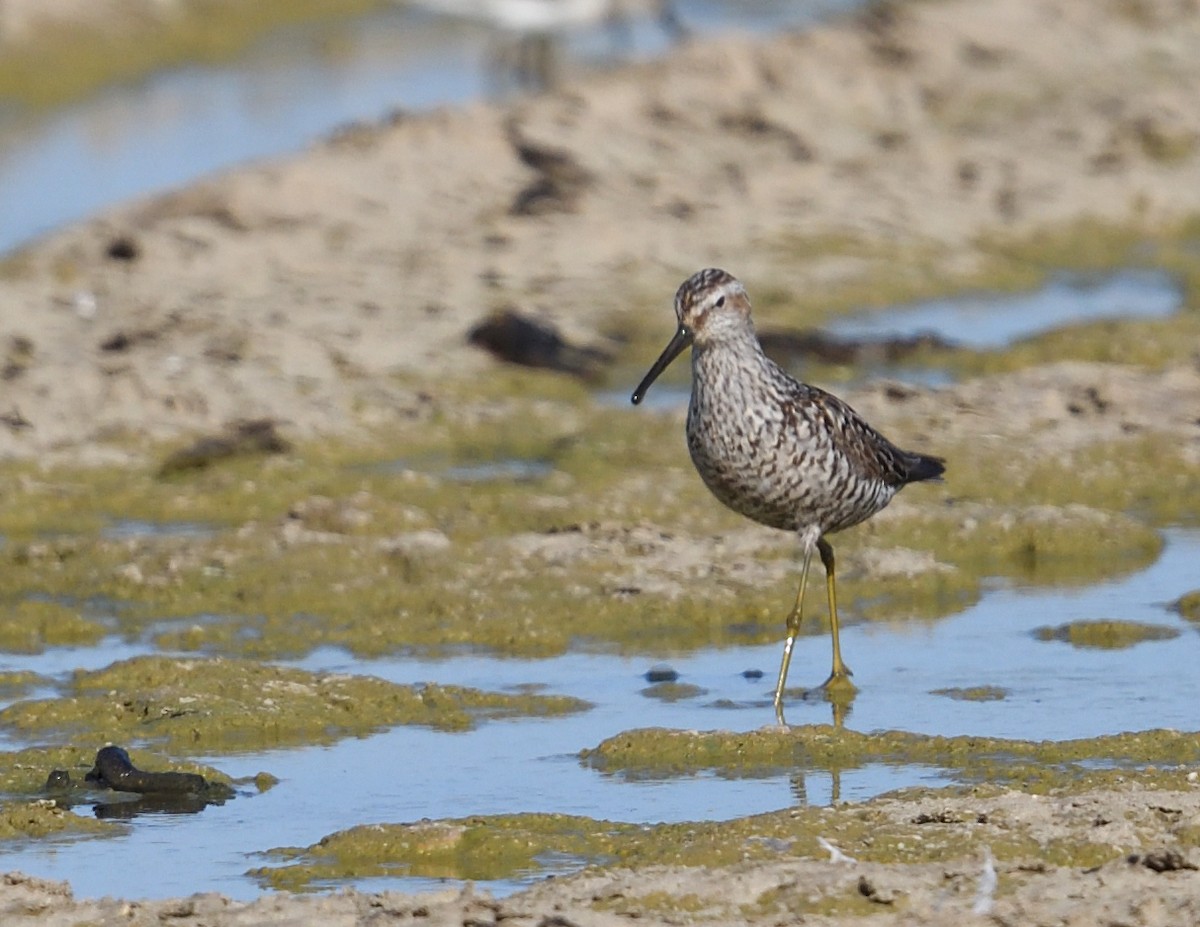 Bindenstrandläufer - ML621884455