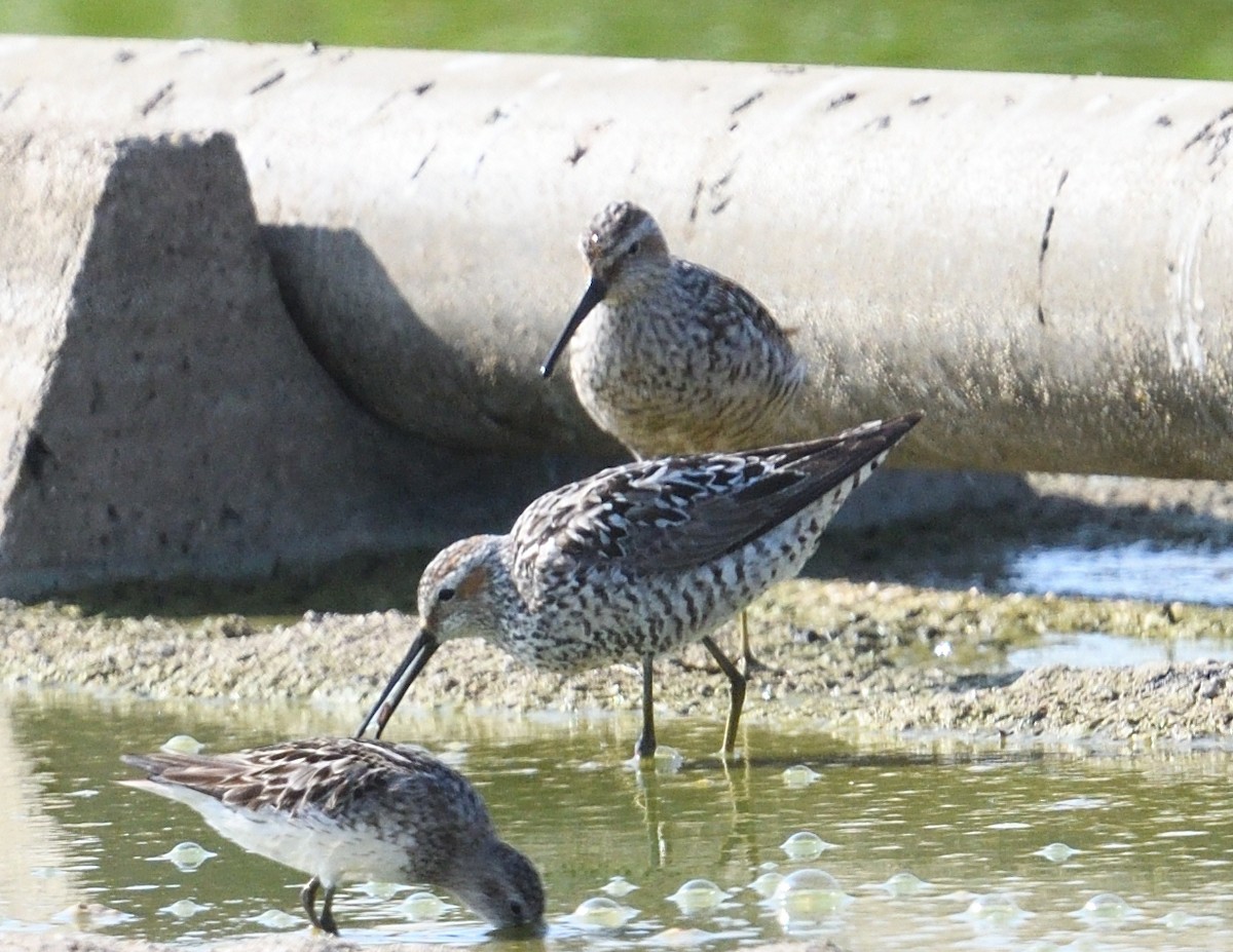 Bindenstrandläufer - ML621884456