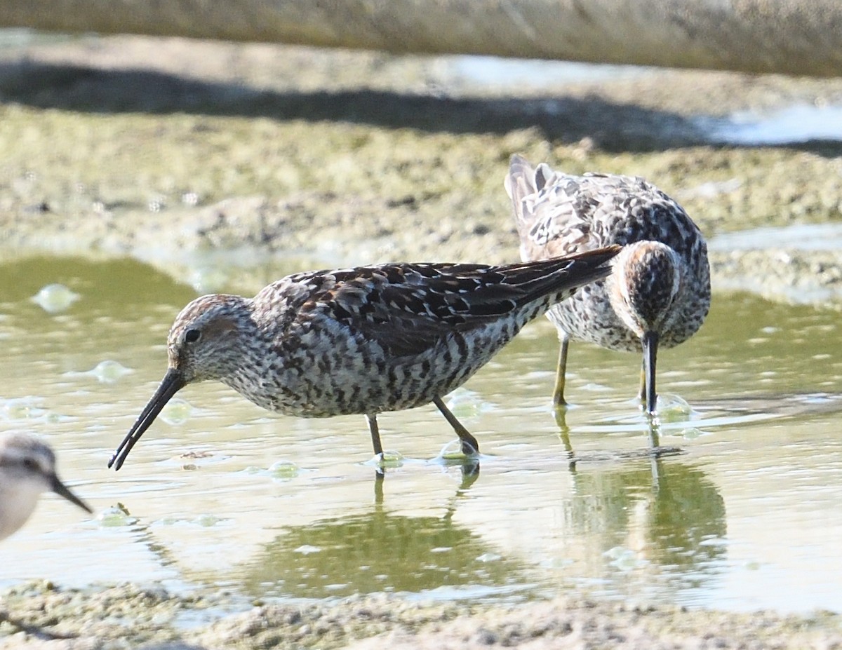 Bindenstrandläufer - ML621884457