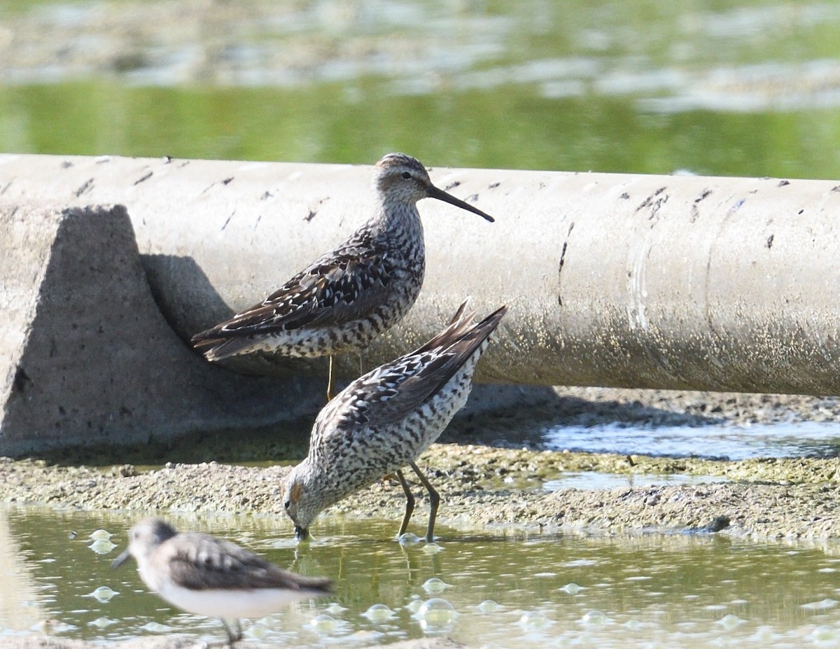 Bindenstrandläufer - ML621884458