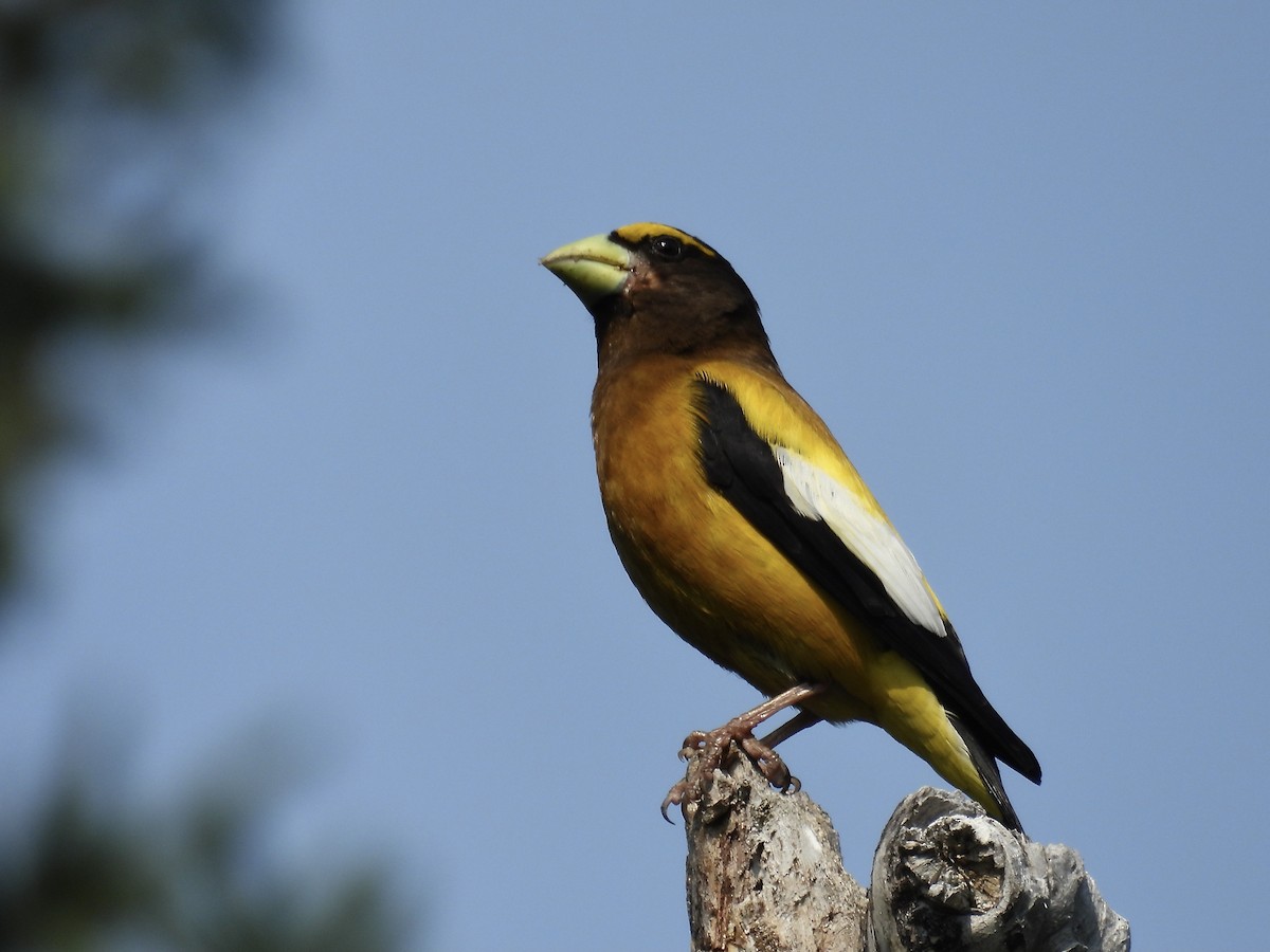 Evening Grosbeak - ML621884463