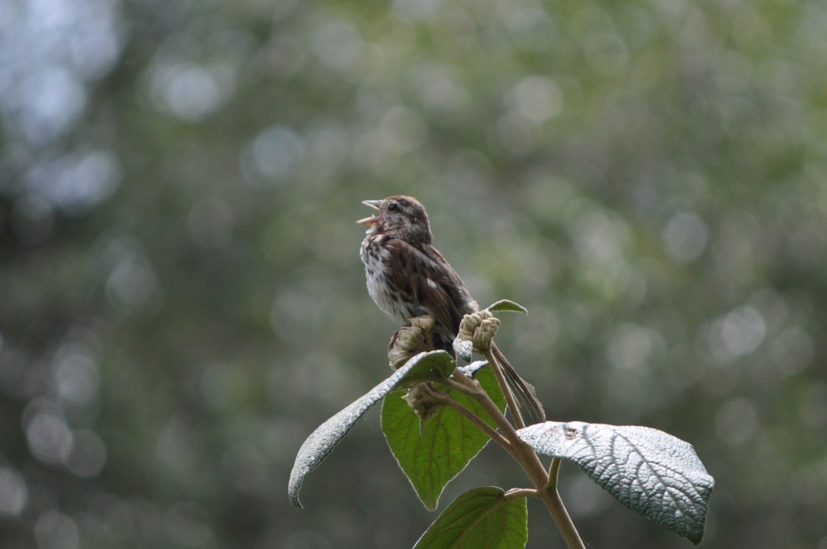 Song Sparrow - ML621884485