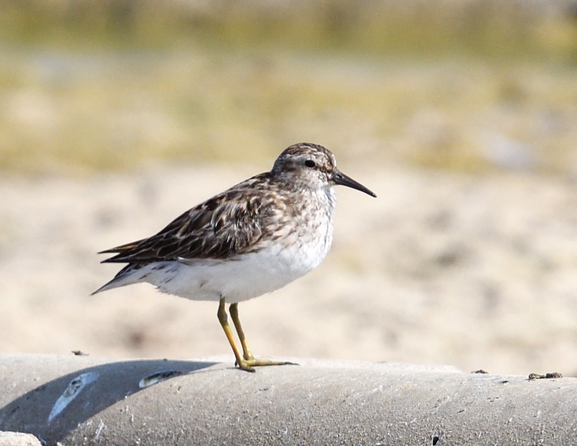 Least Sandpiper - ML621884486