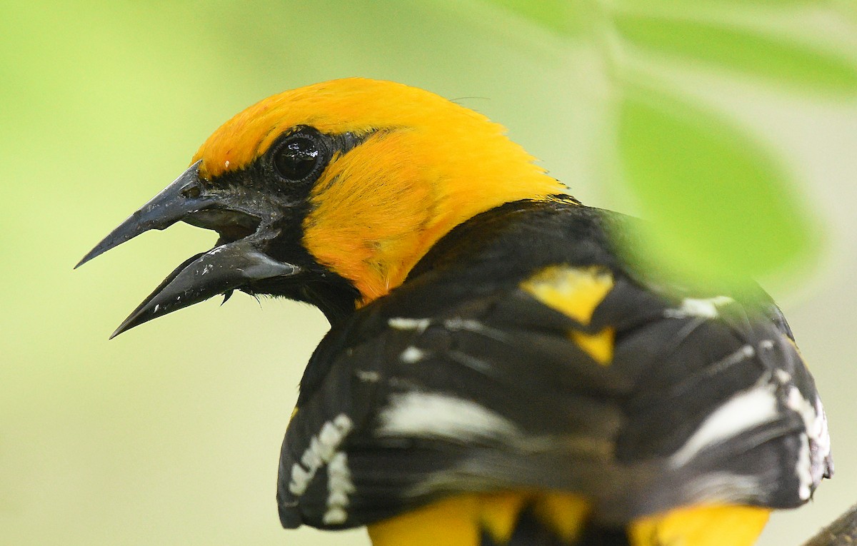 Altamira Oriole - ML621884487