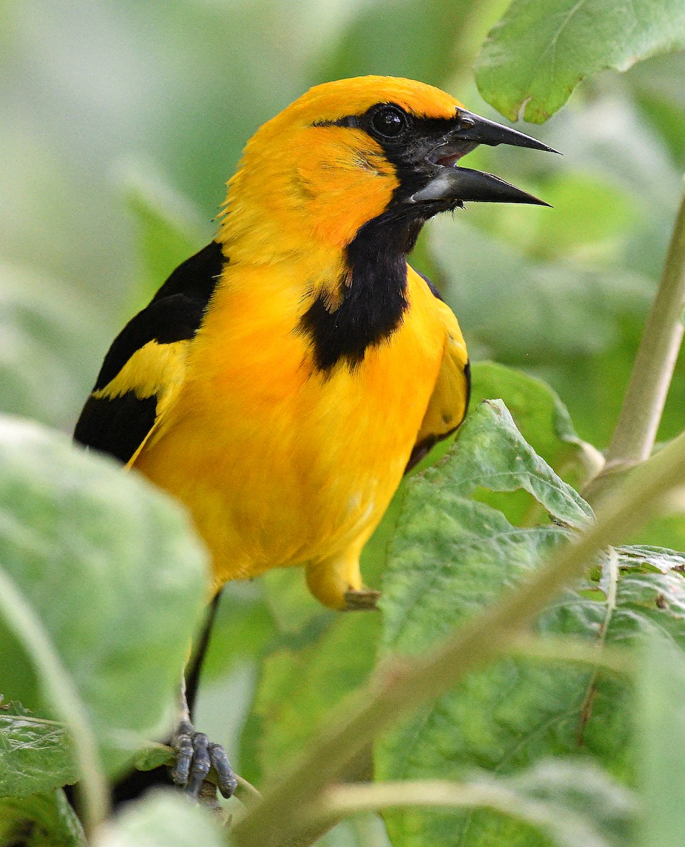 Altamira Oriole - ML621884488