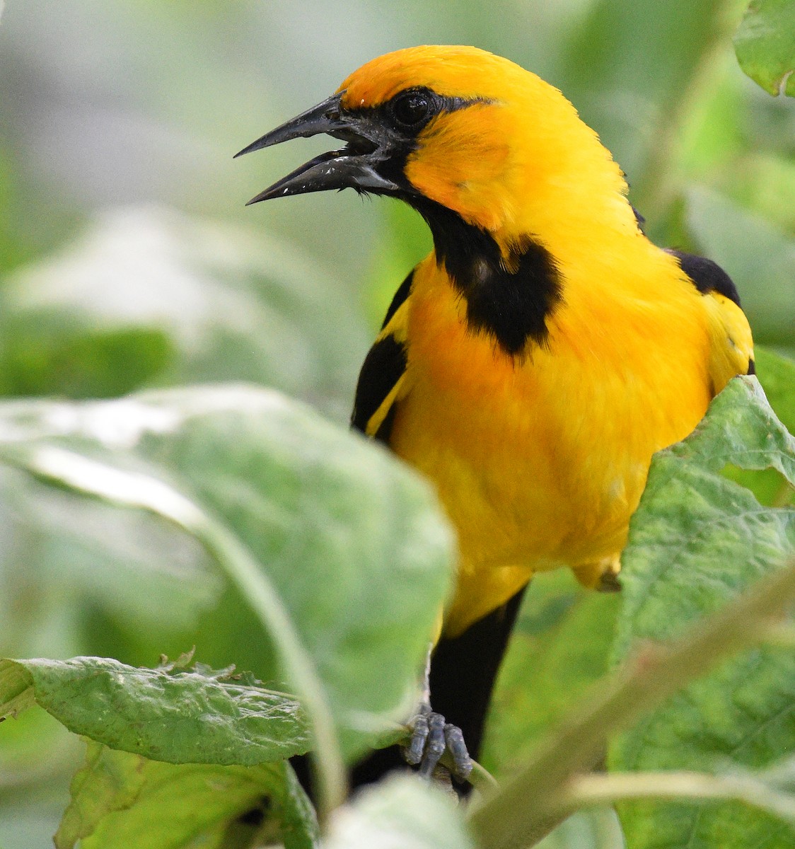 Altamira Oriole - ML621884489