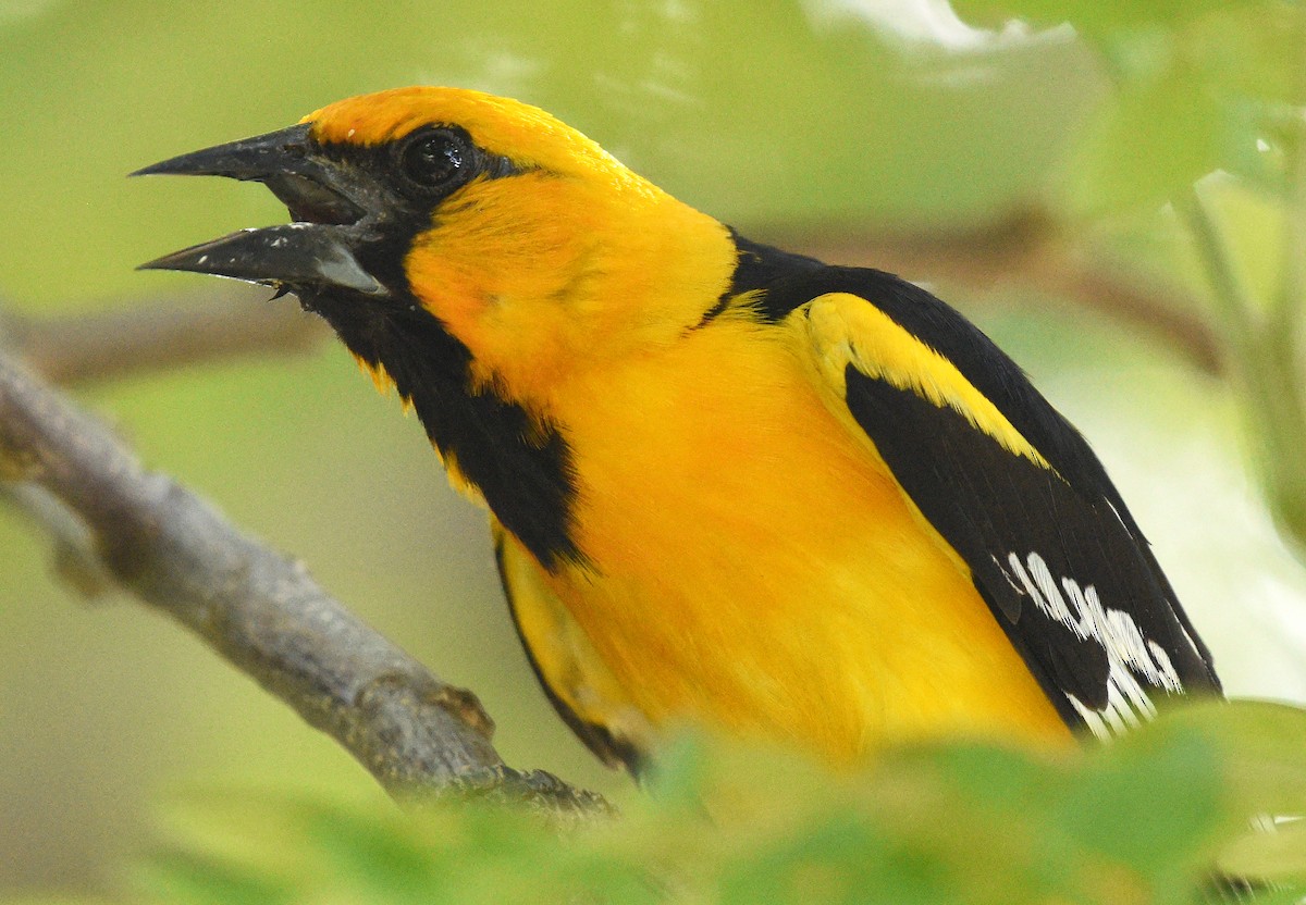 Altamira Oriole - ML621884490