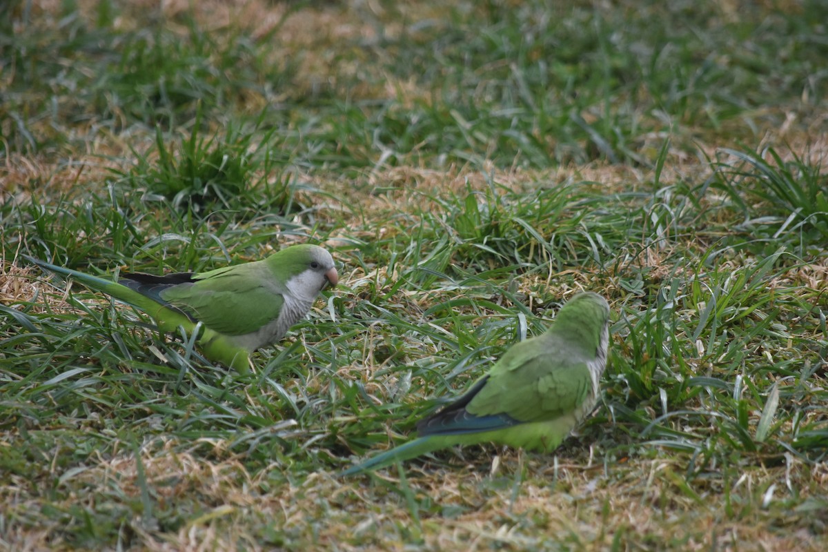 Monk Parakeet - ML621884491