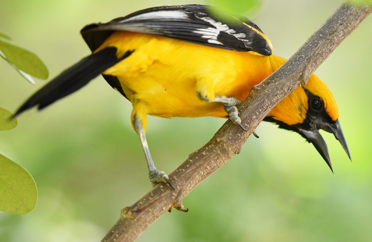 Altamira Oriole - Steven Mlodinow