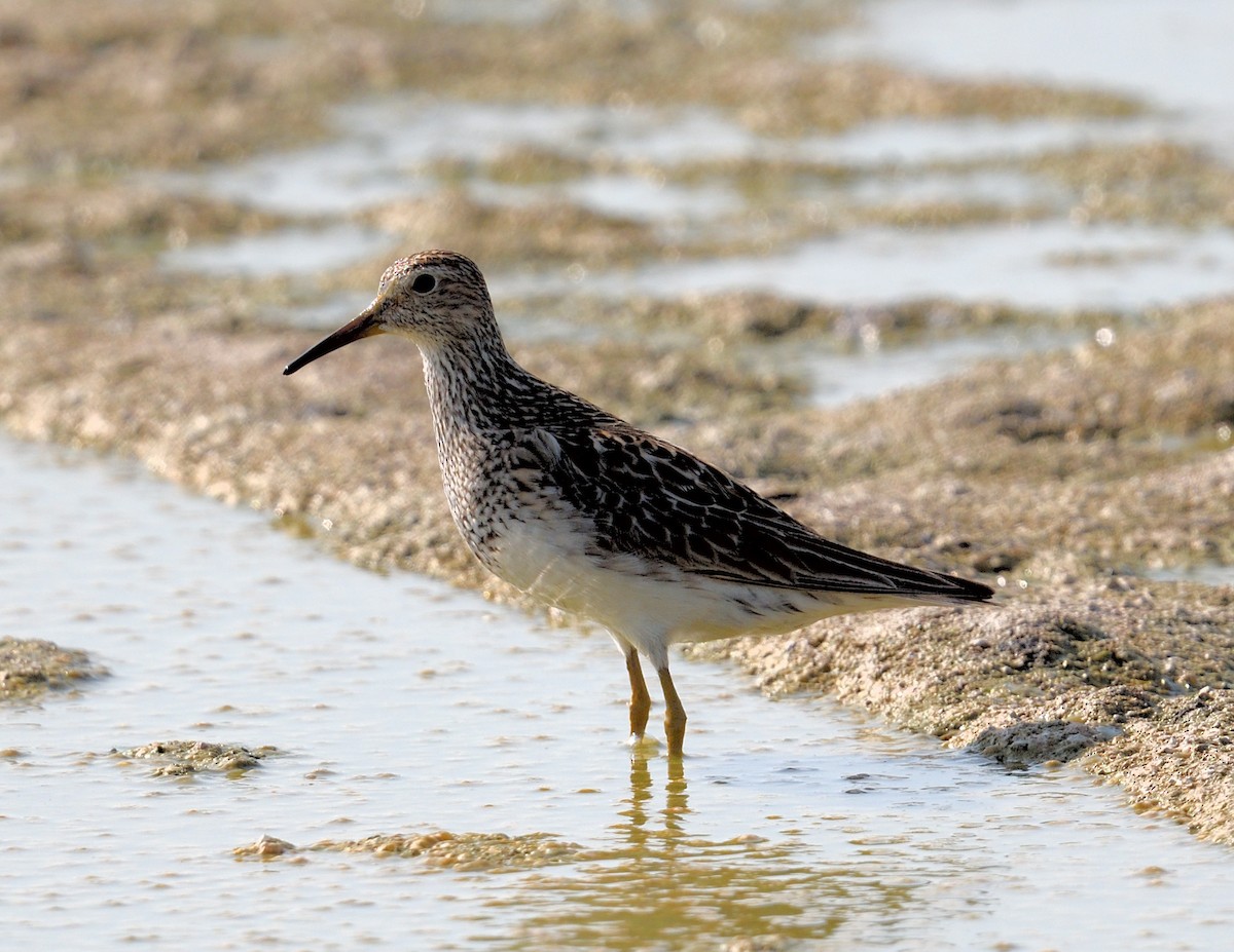 Pectoral Sandpiper - ML621884494