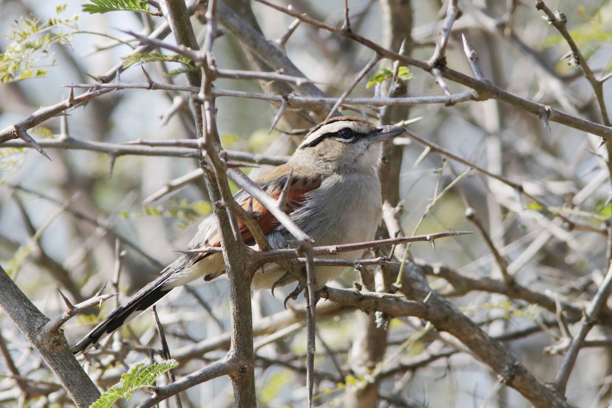 Black-crowned Tchagra - ML621884495