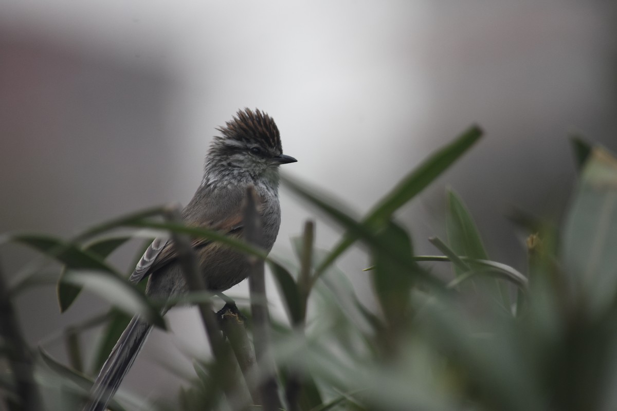 Plain-mantled Tit-Spinetail - ML621884498