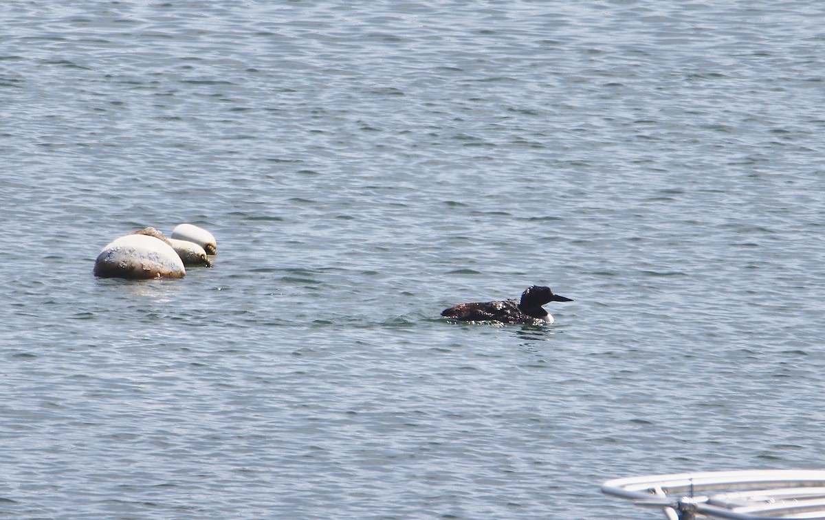 Common Loon - ML621884499