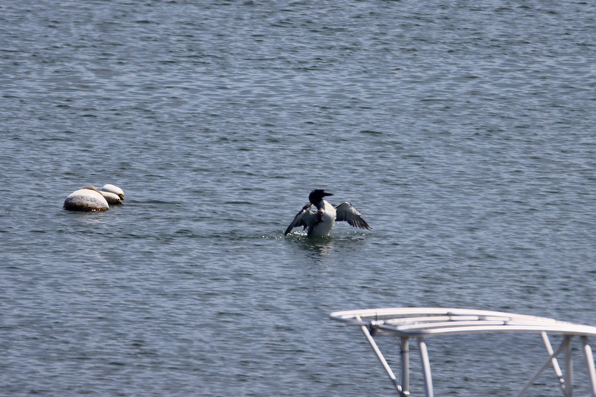 Common Loon - ML621884500