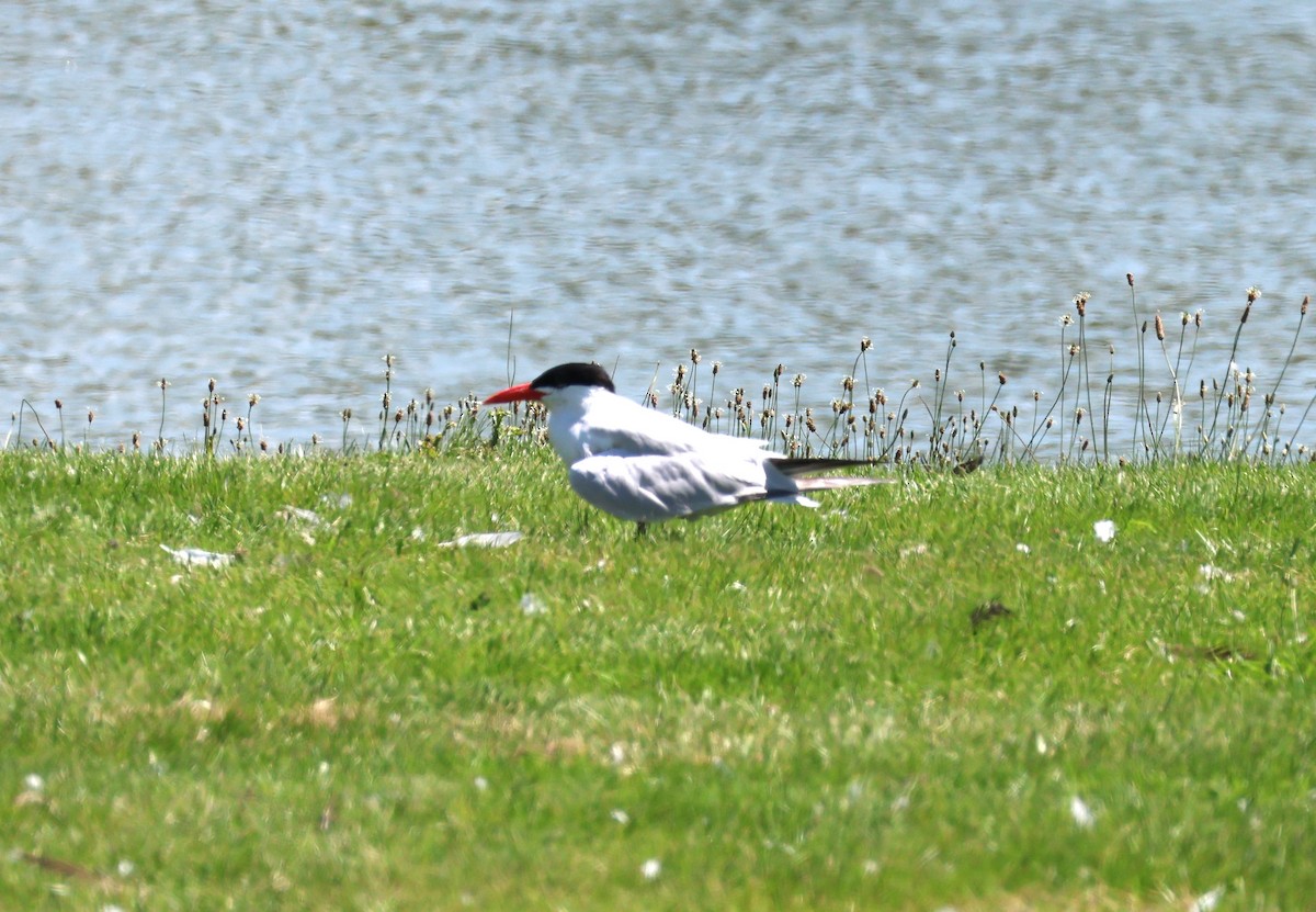 Caspian Tern - ML621884503