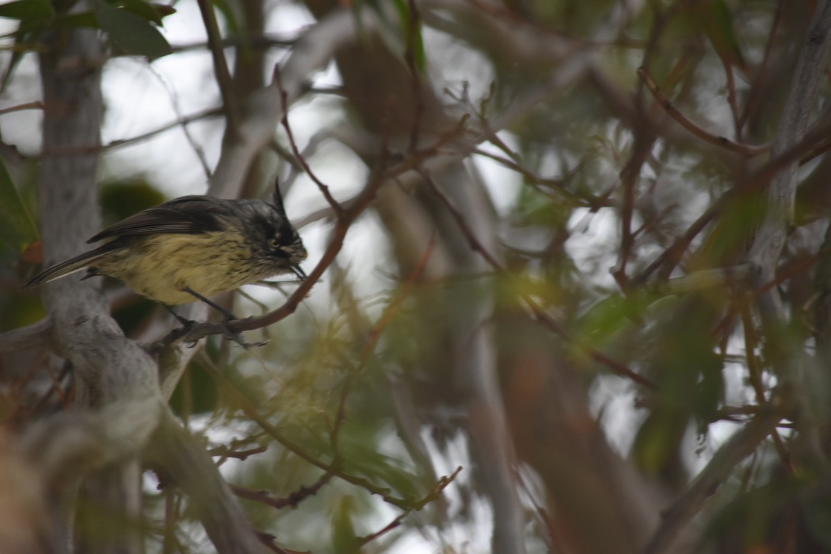 Tufted Tit-Tyrant - ML621884504