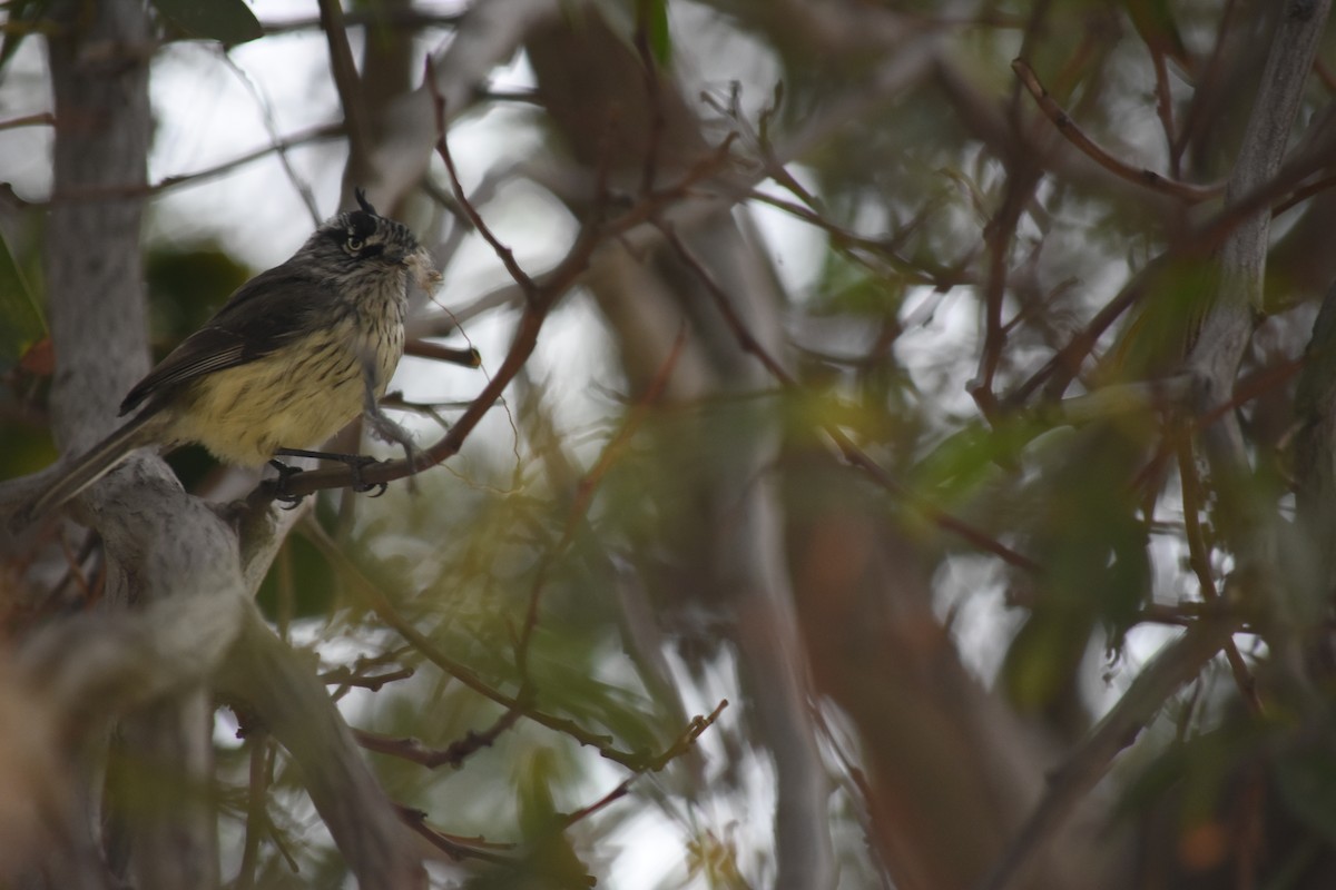 Taurillon mésange - ML621884505