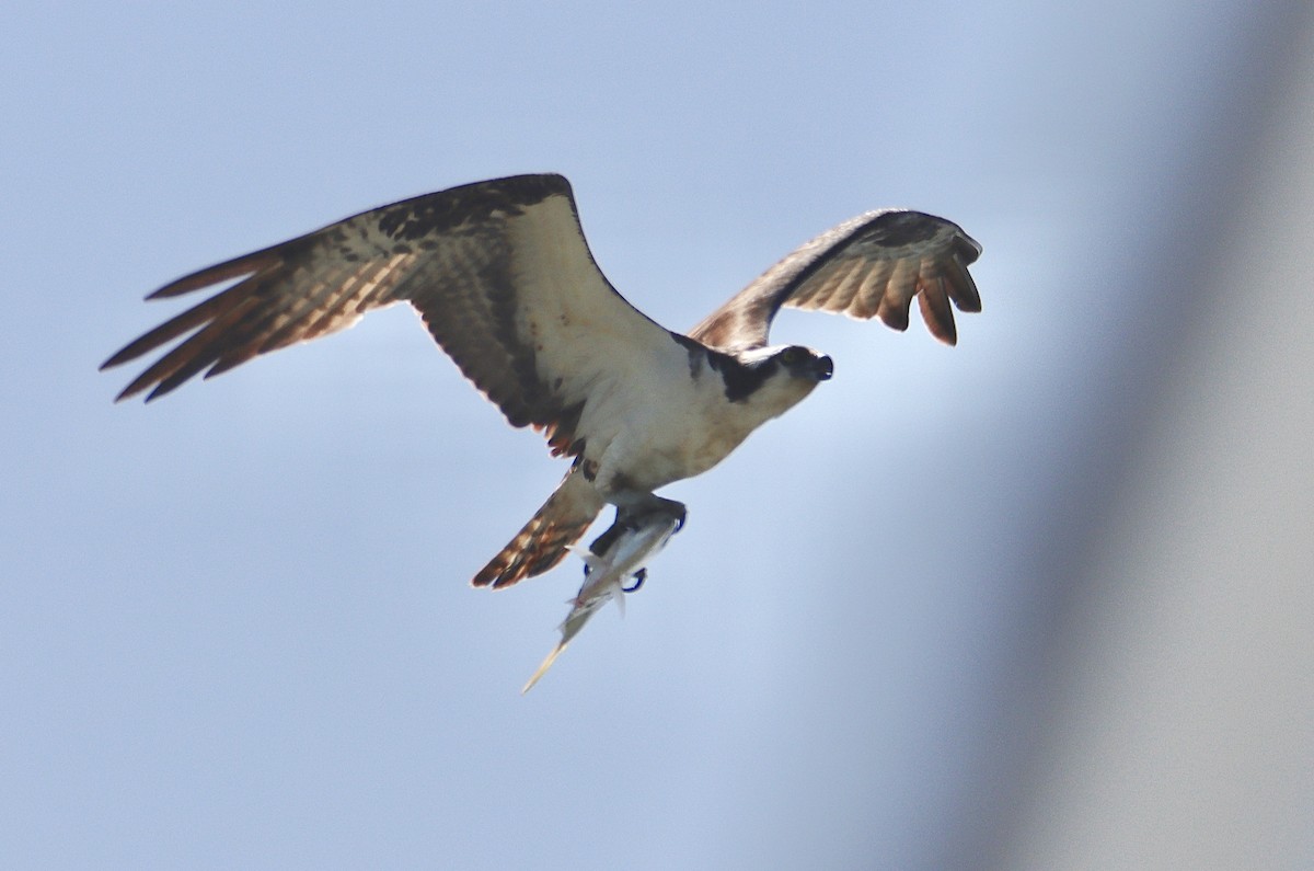 Balbuzard pêcheur - ML621884506