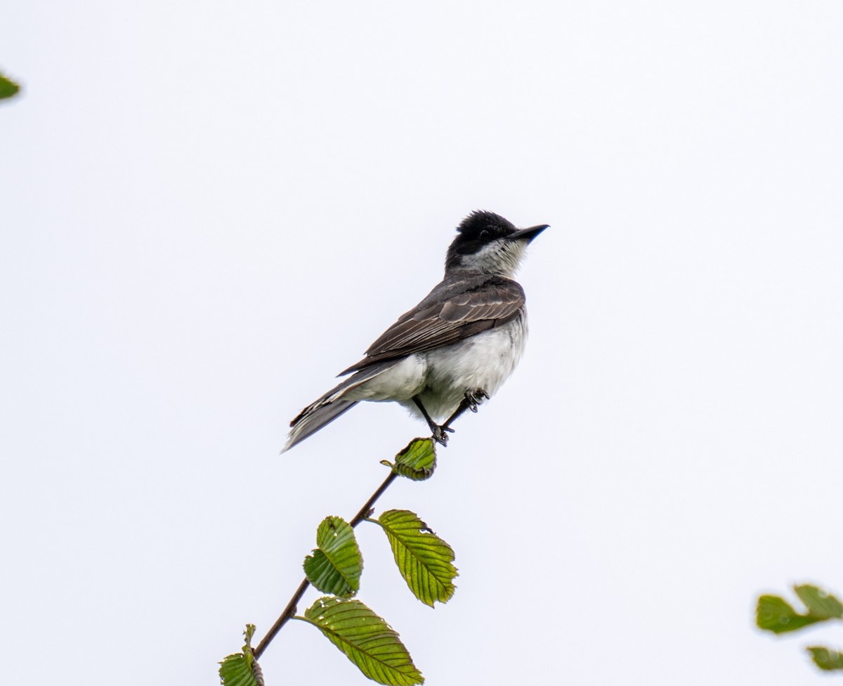 Eastern Kingbird - ML621884508