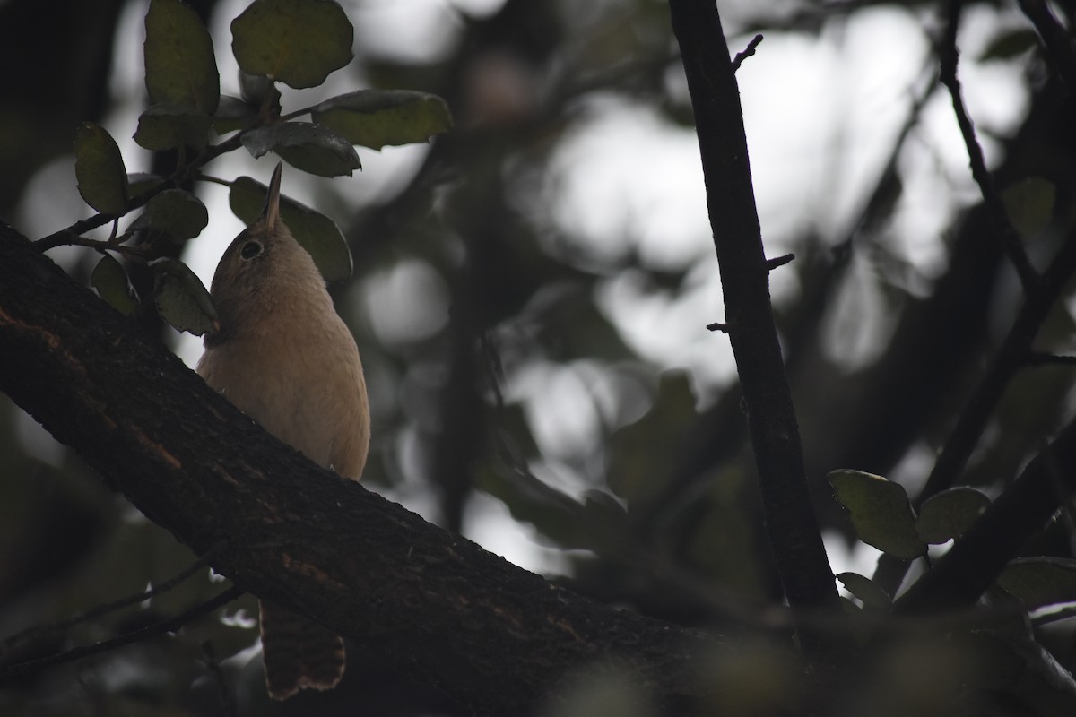 House Wren - ML621884510