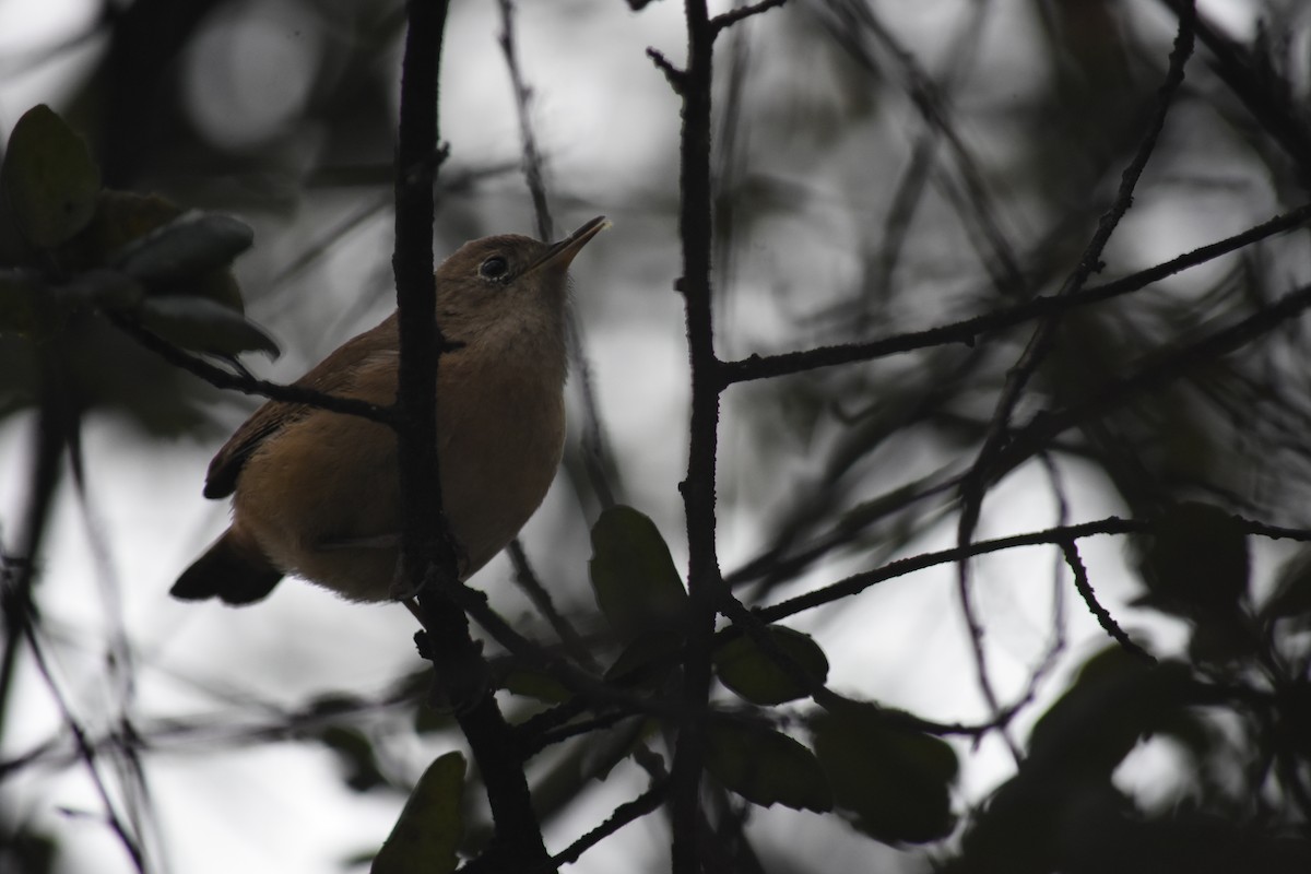 House Wren - ML621884511