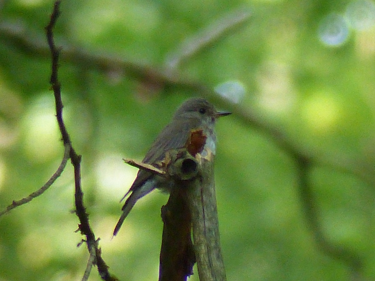 Spotted Flycatcher - ML621884512