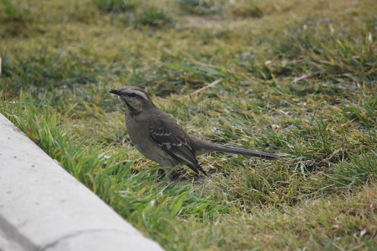 Chilean Mockingbird - ML621884513