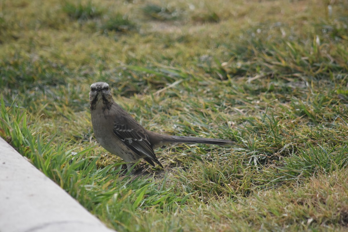 Chilean Mockingbird - ML621884514