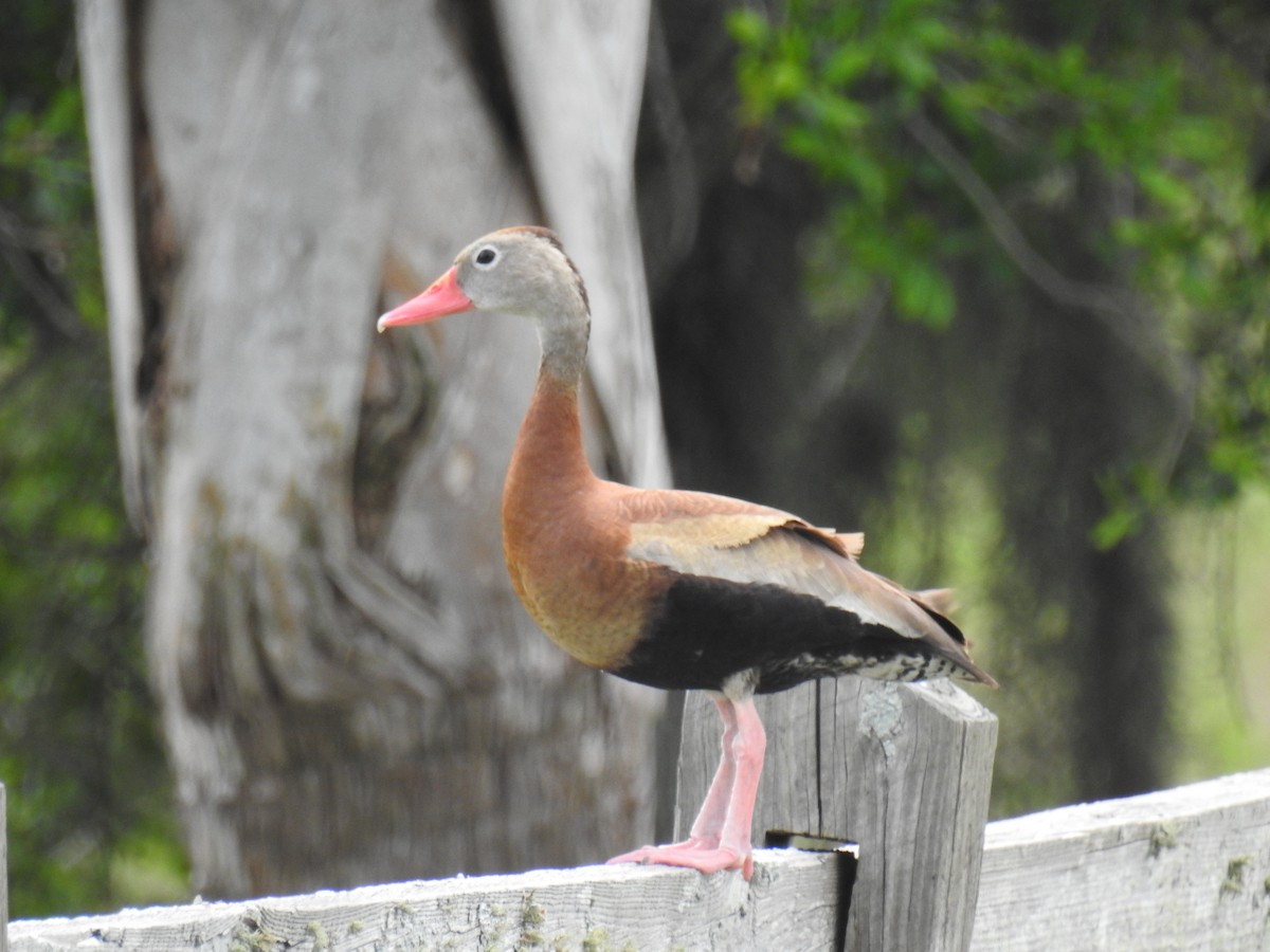 Black-bellied Whistling-Duck - ML621884517