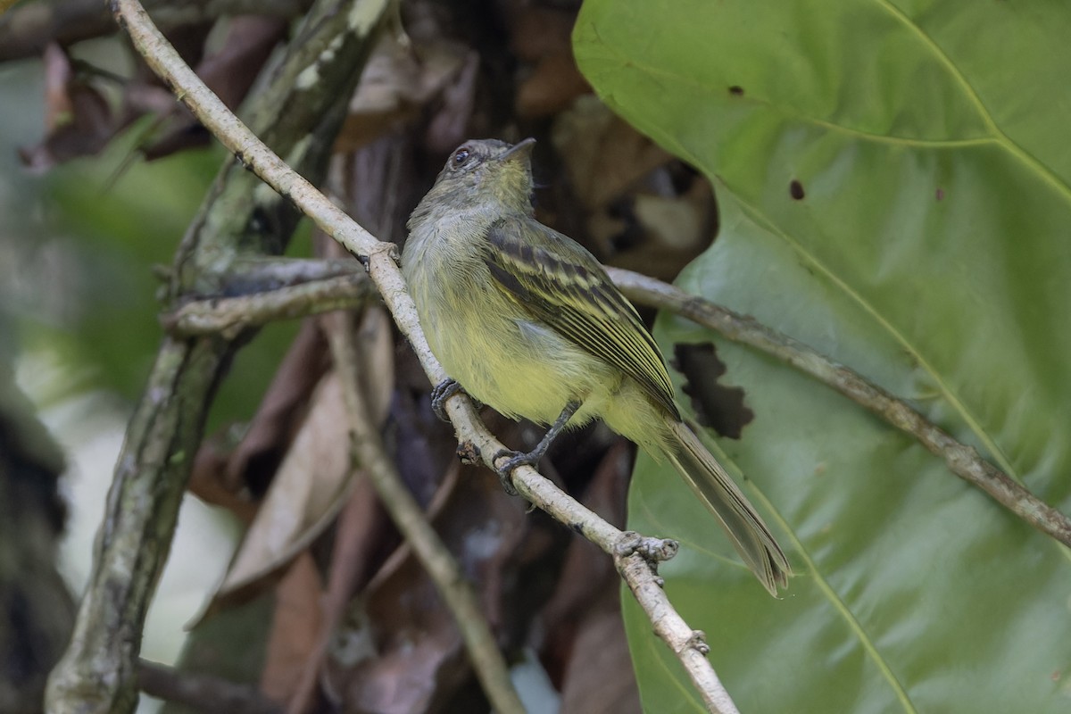 Yellow-crowned Elaenia - ML621884518