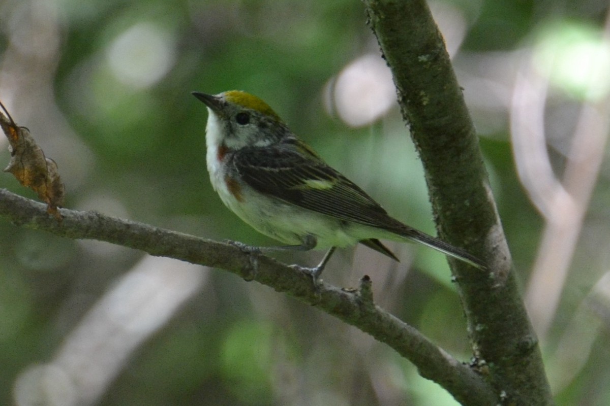 Chestnut-sided Warbler - ML621884520