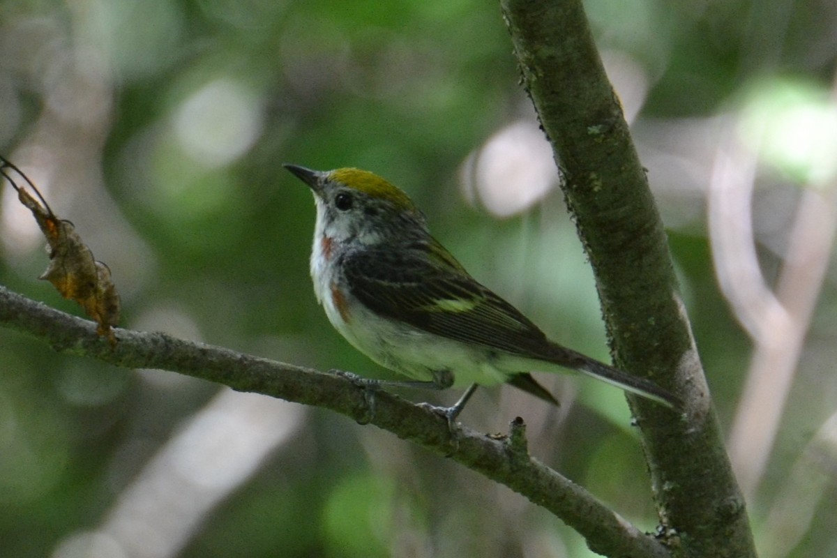 Chestnut-sided Warbler - ML621884521