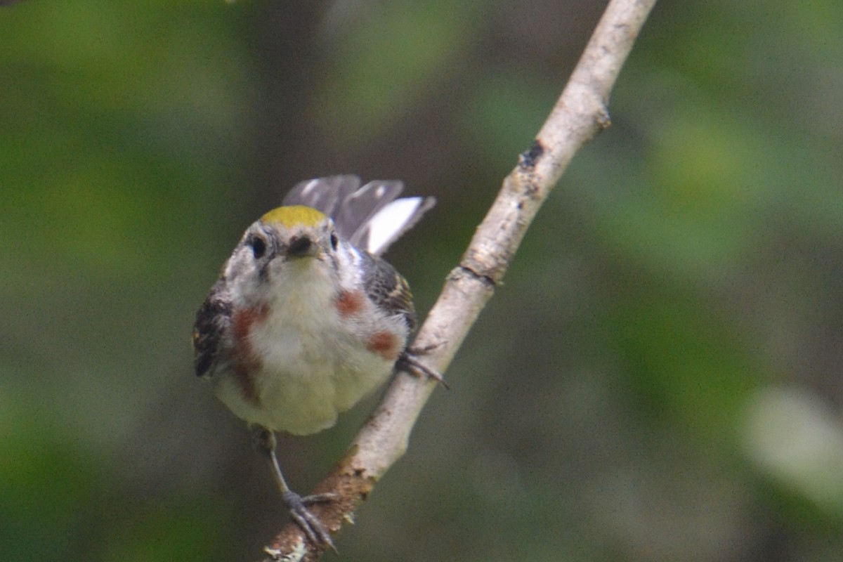 Chestnut-sided Warbler - ML621884522