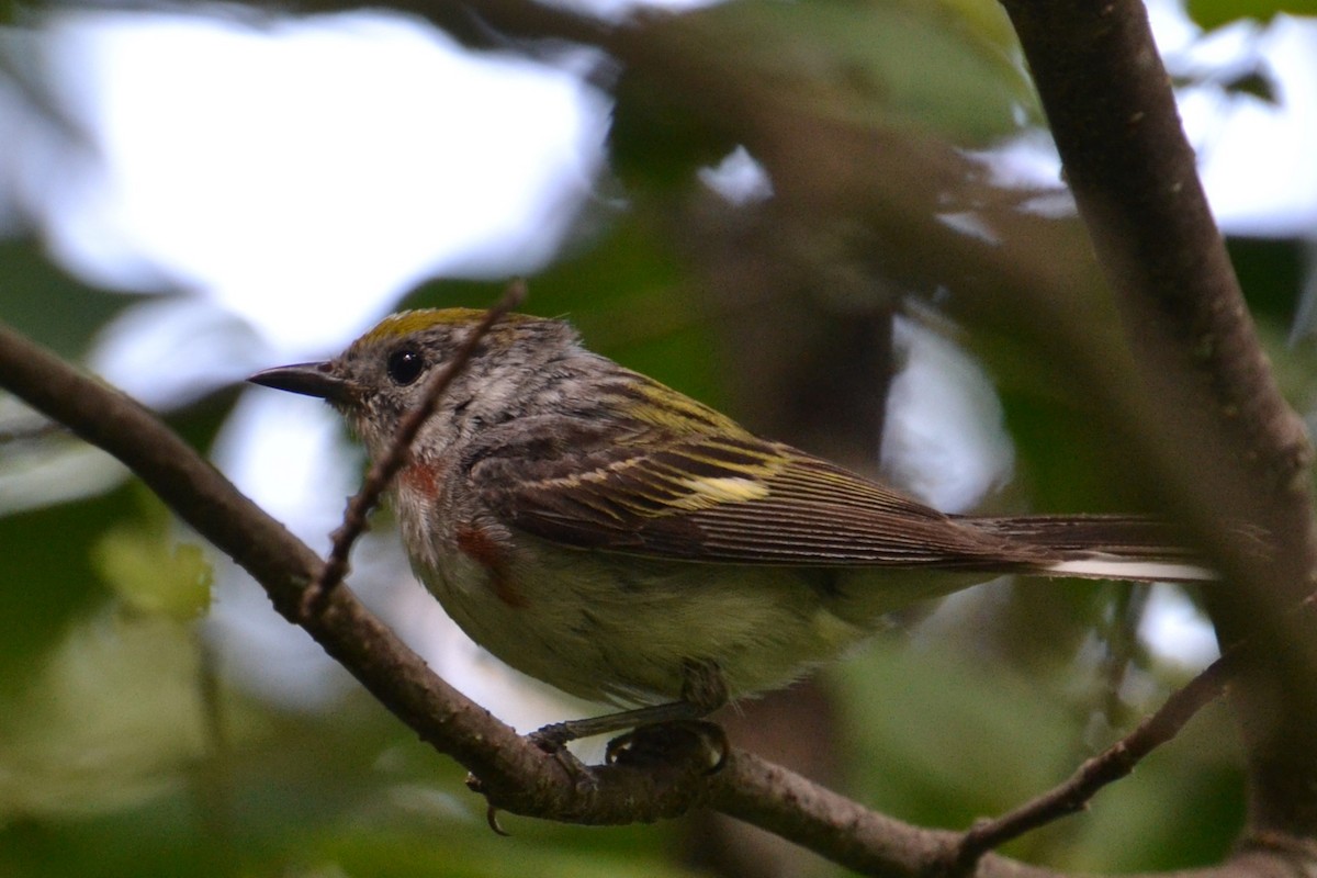 Chestnut-sided Warbler - Ted Armstrong