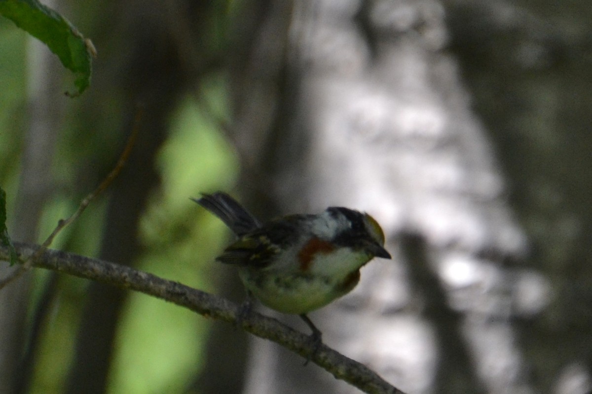 Chestnut-sided Warbler - ML621884524