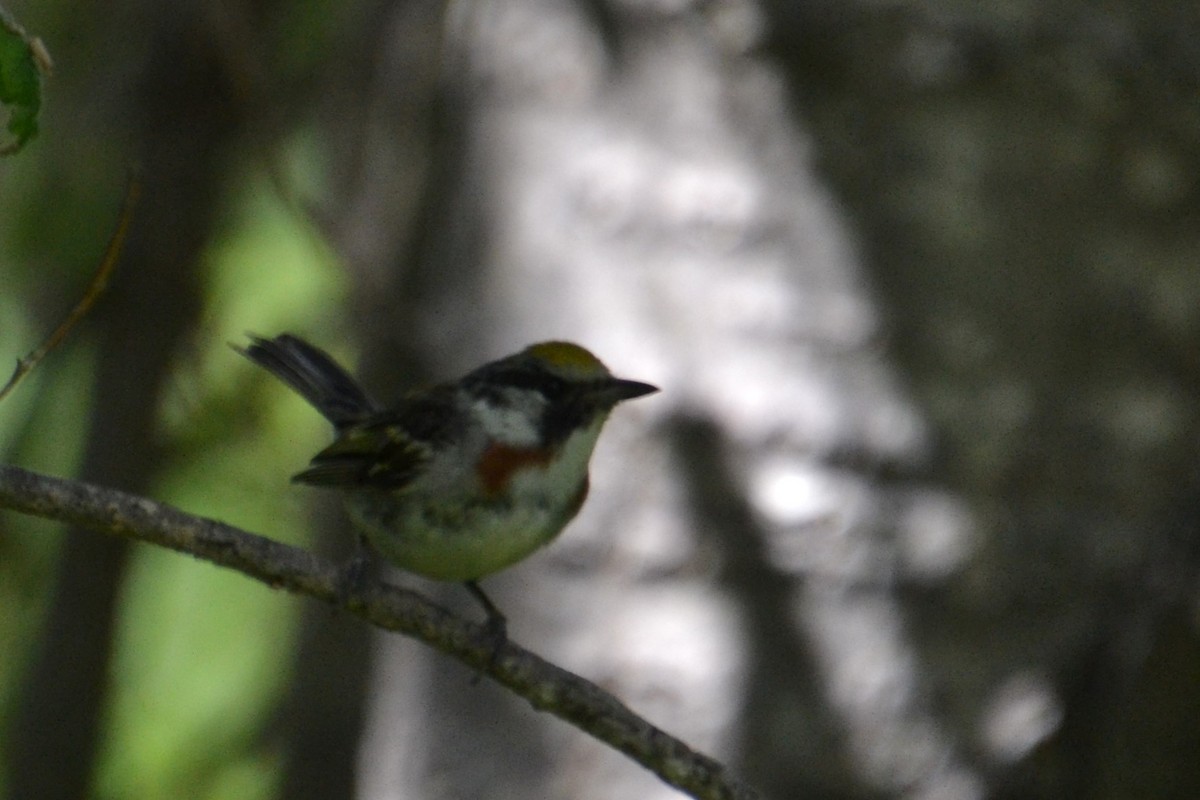 Chestnut-sided Warbler - ML621884525