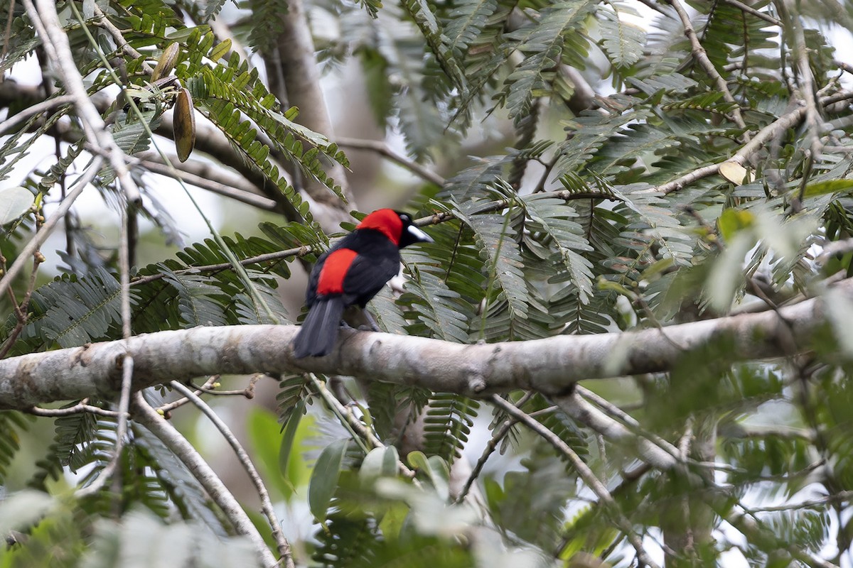 Masked Crimson Tanager - ML621884526