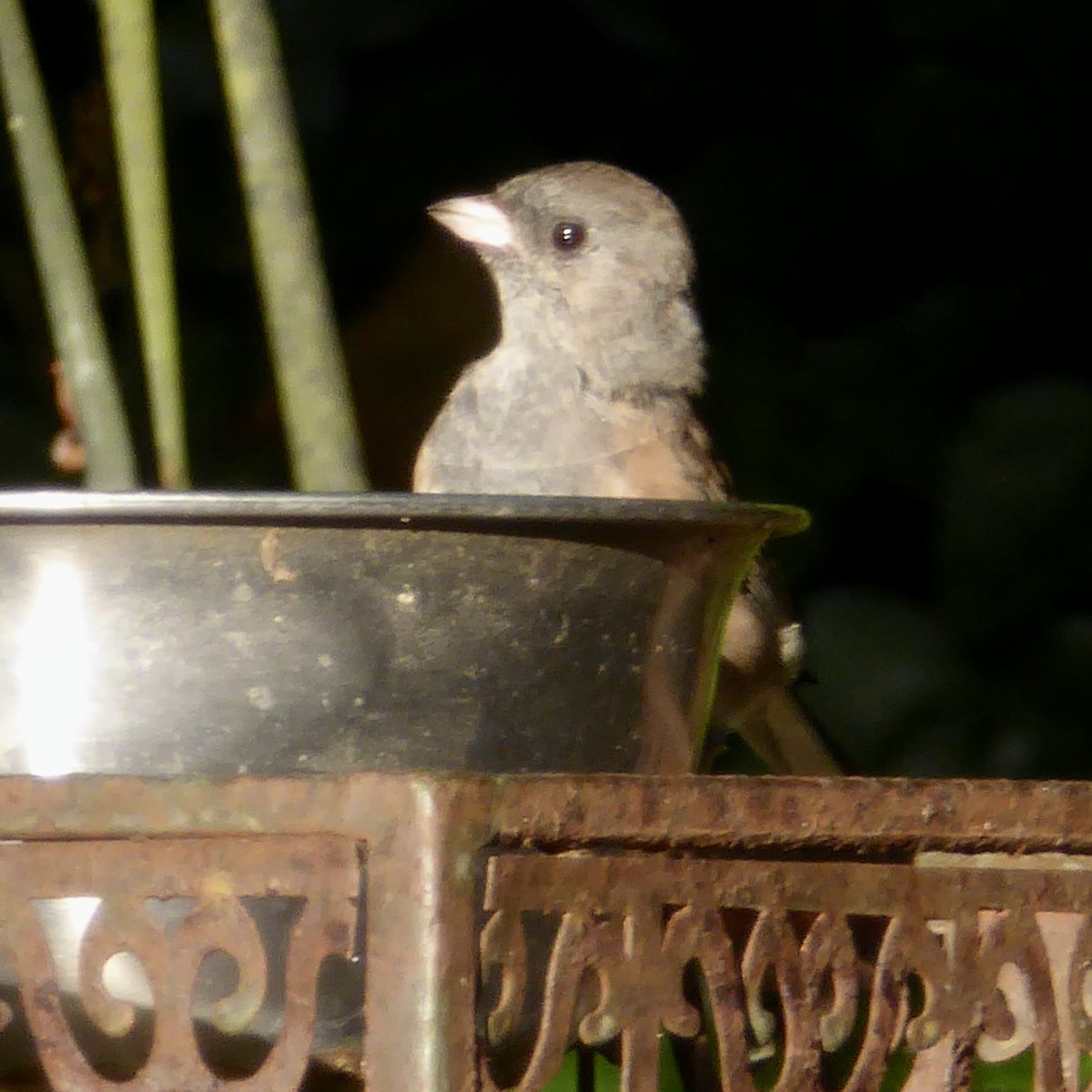 Dark-eyed Junco (Oregon) - ML621884528